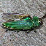 Evides pubiventris